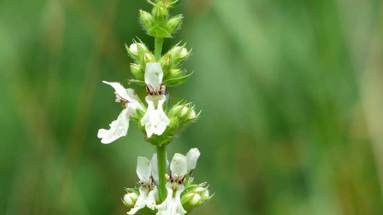 Catiorà Erba della paura Siderite pianta, foto e immagini