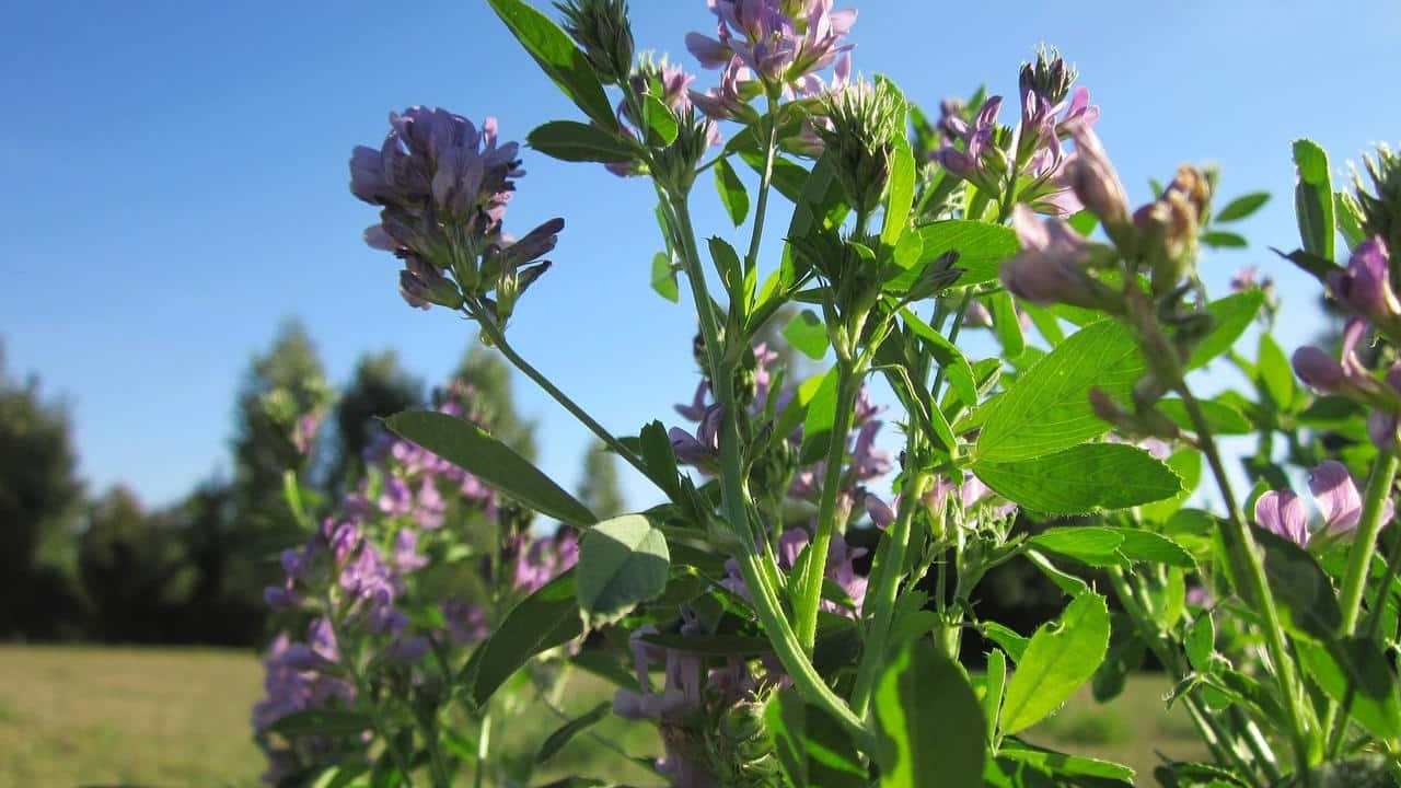 pianta Erba Medica Medicago Sativa Erba Spagna Alfalfa, foto e immagini 