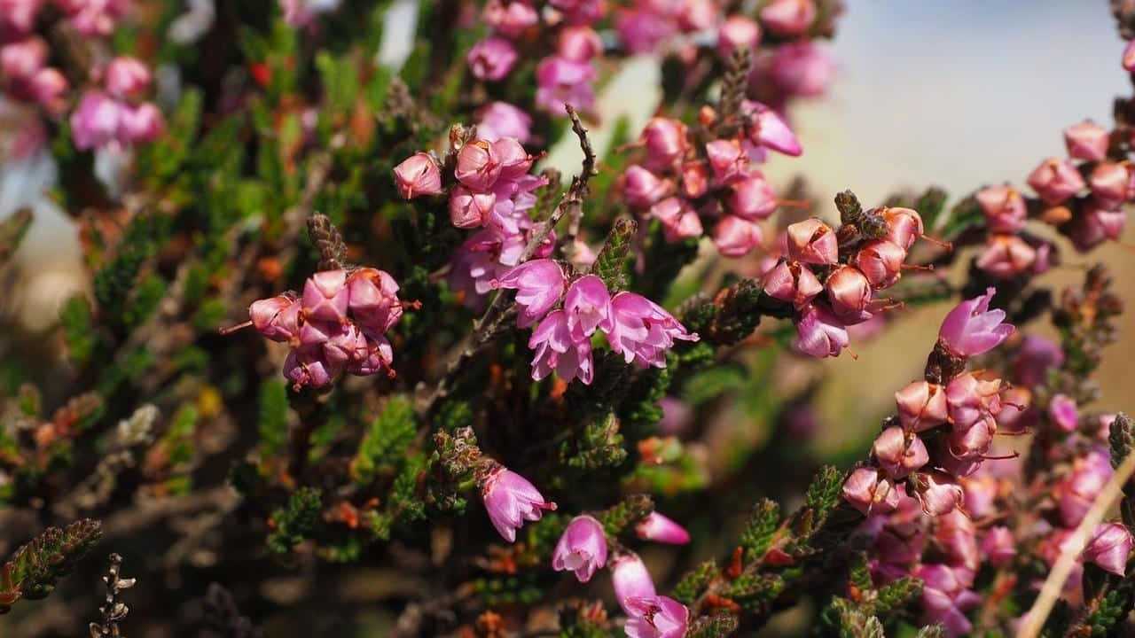 pianta Erica o Calluna Vulgaris, foto e immagini