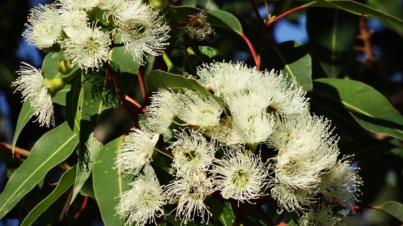 Fiori albero pianta Eucalipto (Eucalyptus globulus), foto e immagini