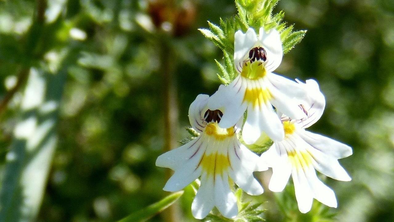 Eufrasia o Euphrasia officinalis, foto e immagini