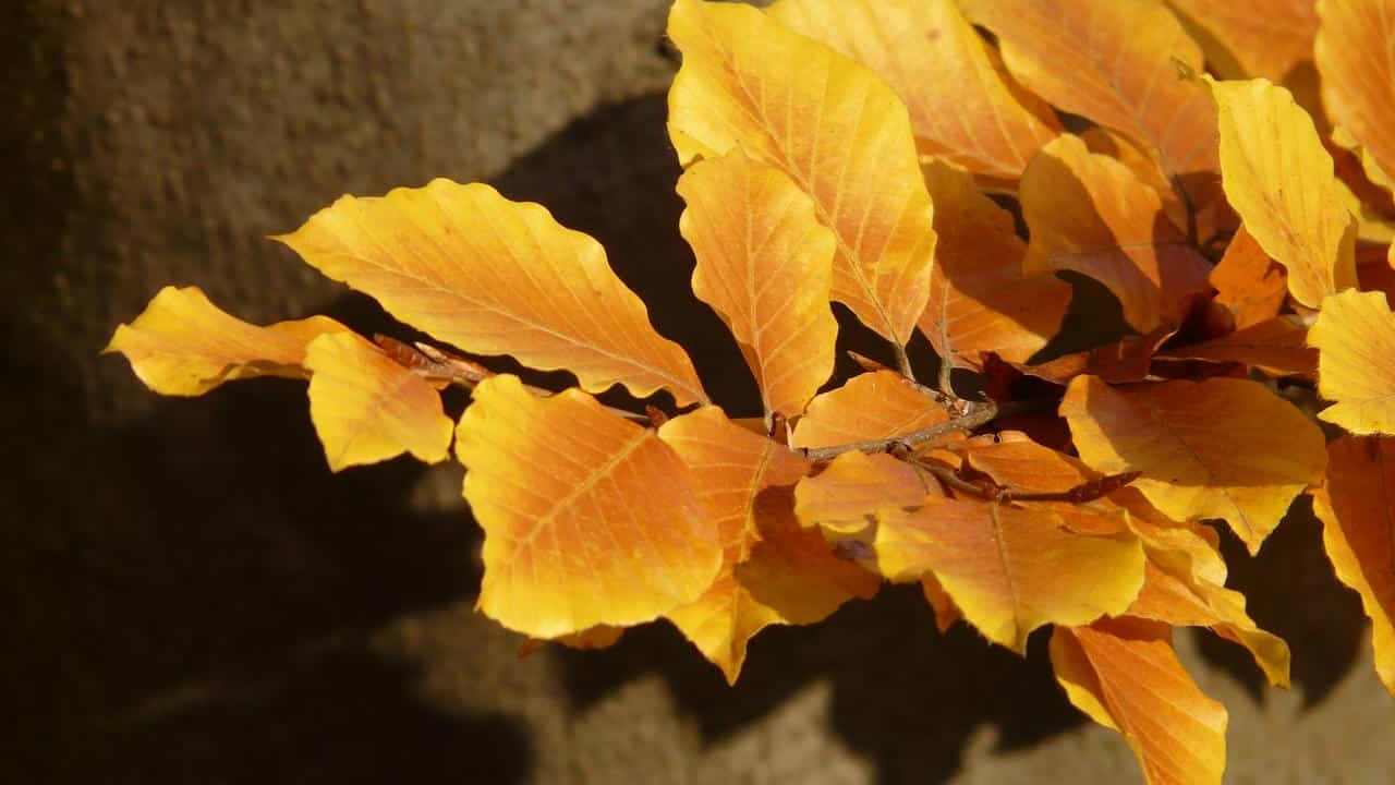 albero Faggio Fagus sylvatica, foto e immagini