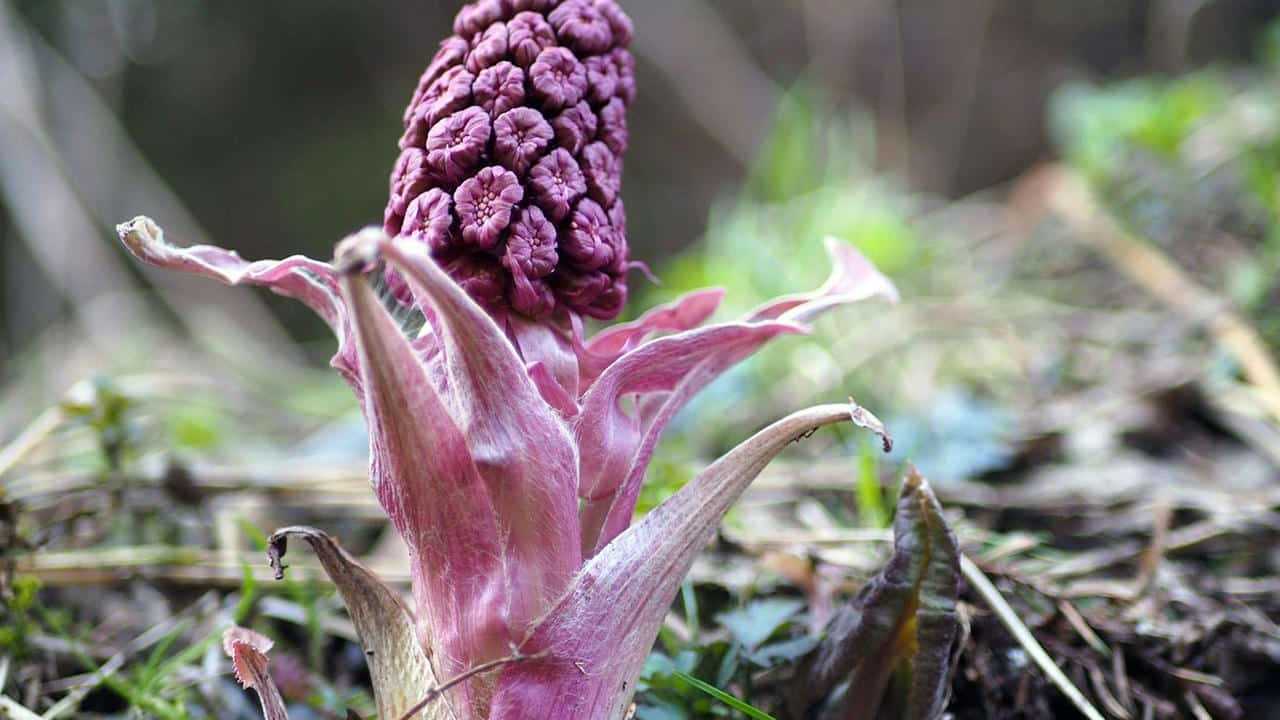 pianta Farfaraccio Petasites hybridus, foto e immagini