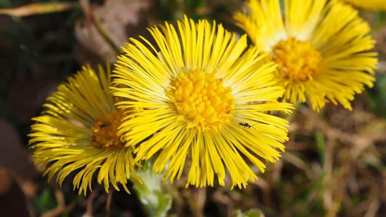 Tussilago Farfara o Farfaro pianta, foto e immagini