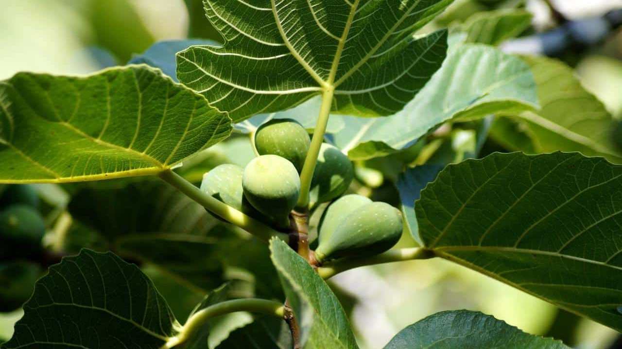 pianta frutto Fico Ficus Carica, foto e immagini