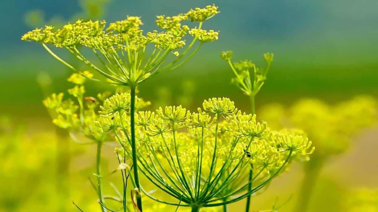 Foeniculum Vulgare Finocchio Selvatico, foto e immagini