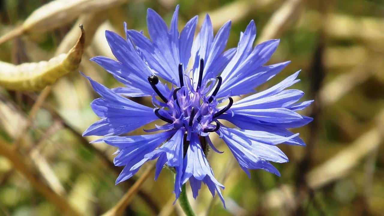 fiori pianta Fiordaliso Centaurea cyanus, foto e immagini