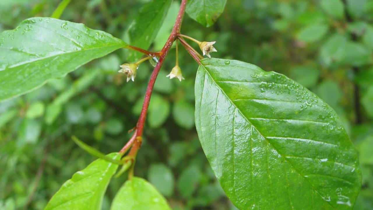 pianta Frangula Alnus o Rhamnus Frangula, foto e immagini 