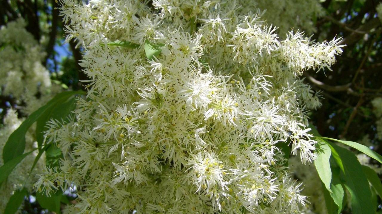 albero Frassino da Manna Fraxinus Ornus, foto e immagini