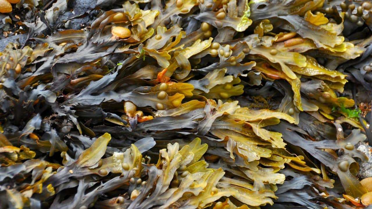alga Fucus Vesiculosus Quercia Marina Fuco, foto e immagini
