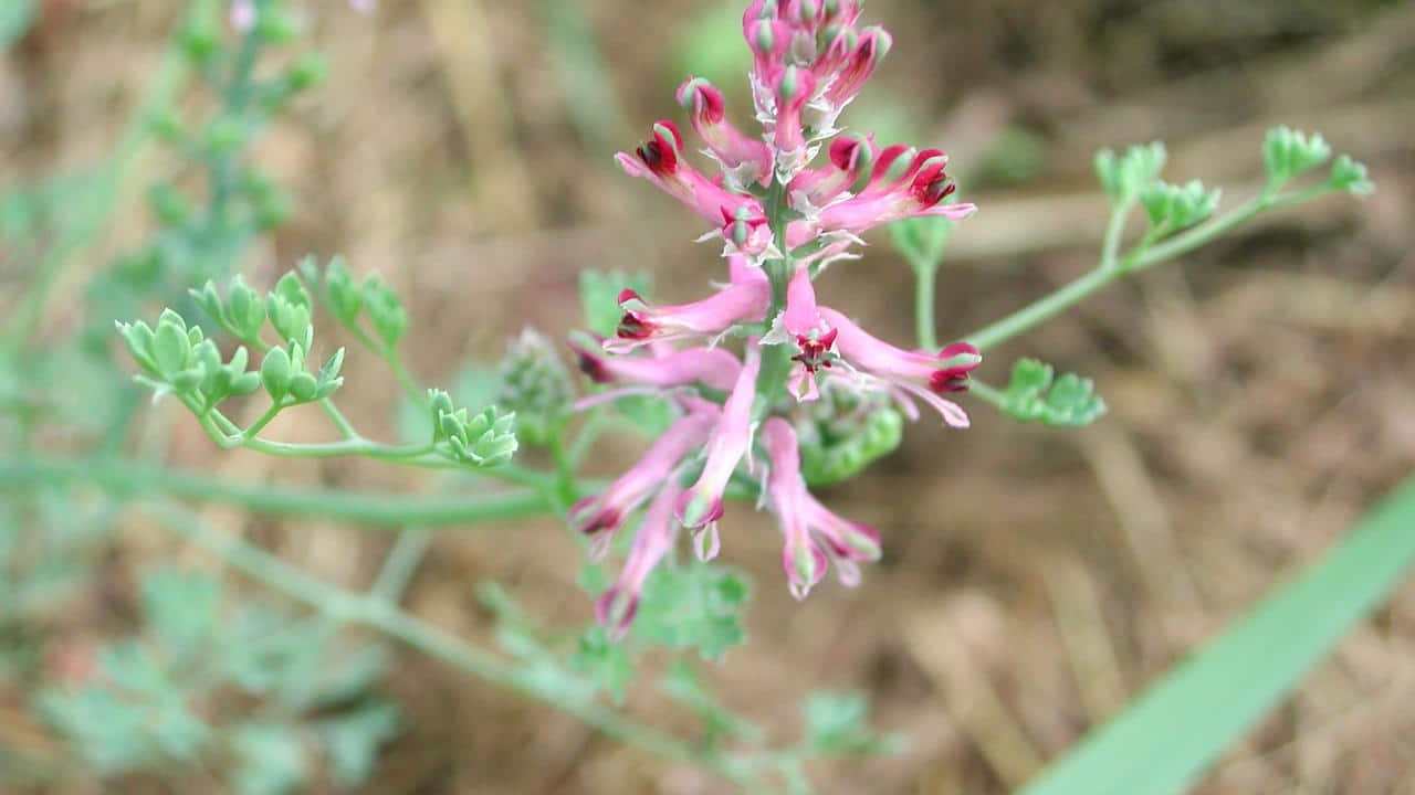 pianta Fumaria officinale, foto e immagini