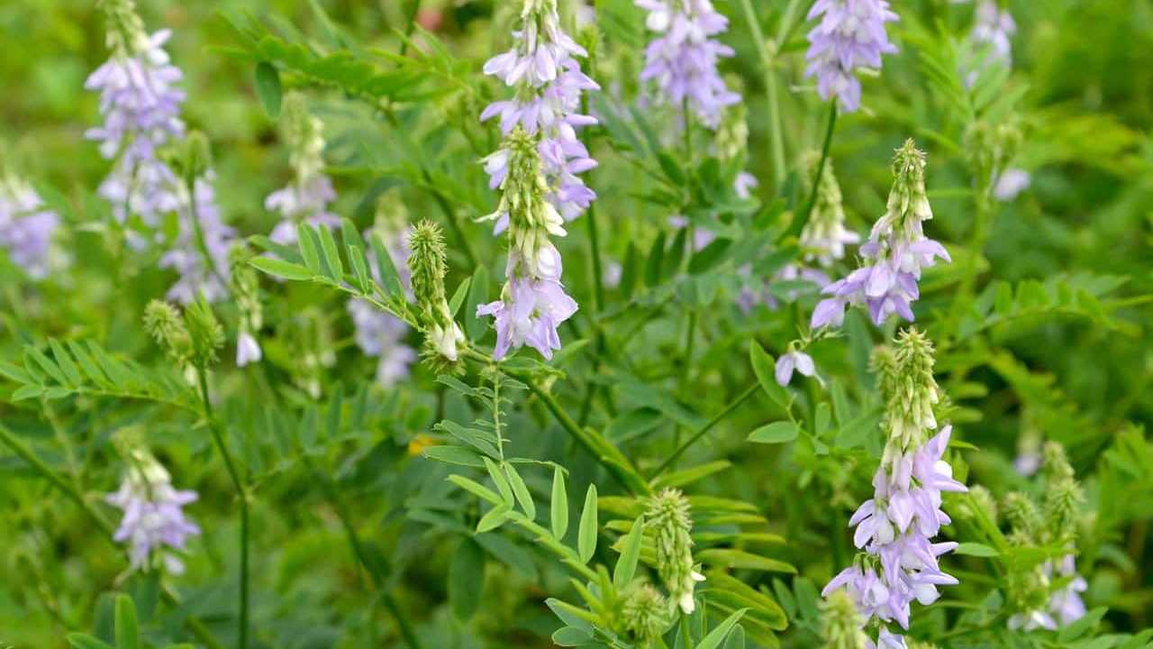 erba Galega Officinalis Capraggine, foto e immagini