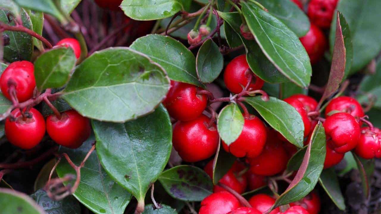 pianta Gaultheria Procumbens Wintergreen Tè del Canada, foto e immagini