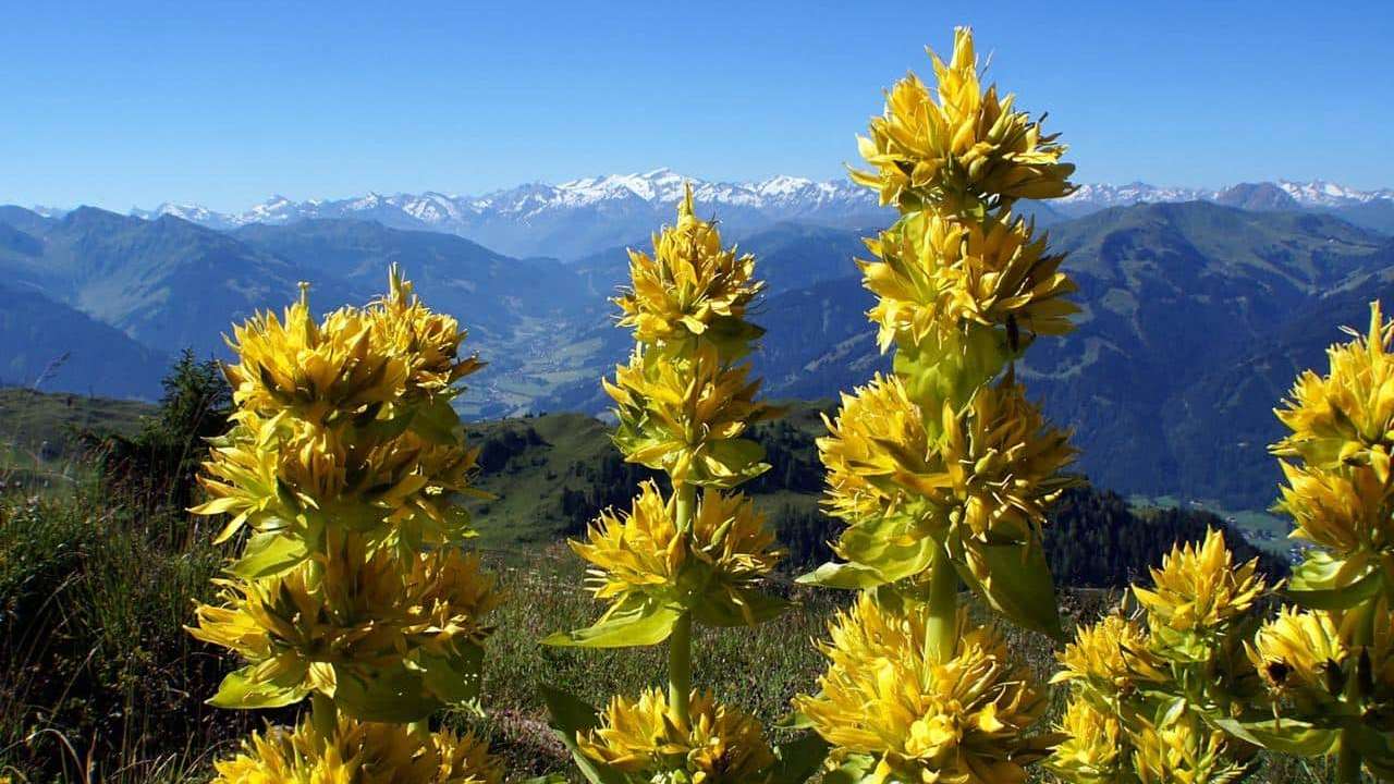 pianta Genziana, foto e immagini