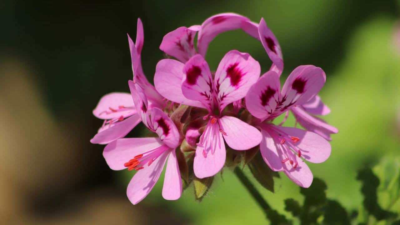 pianta Geranio Pelargonium Graveolens, foto e immagini