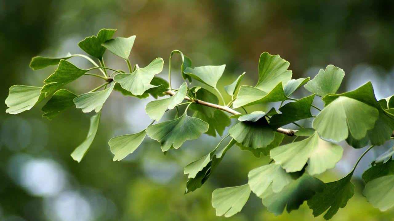 albero Ginkgo Biloba, foto e immagini