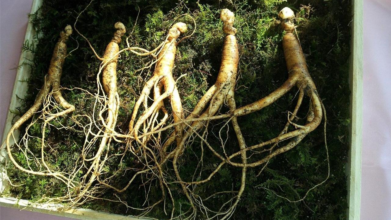 Panax Ginseng C.A. Meyer, foto e immagini