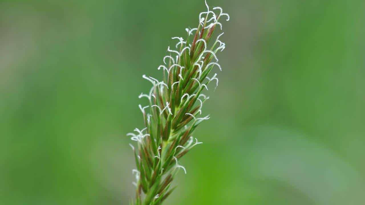 pianta gramigna foto e immagini