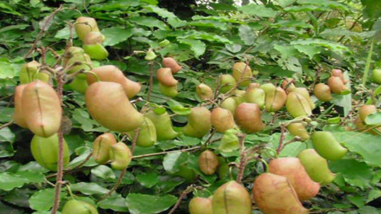 Griffonia (Griffonia simplicifolia)