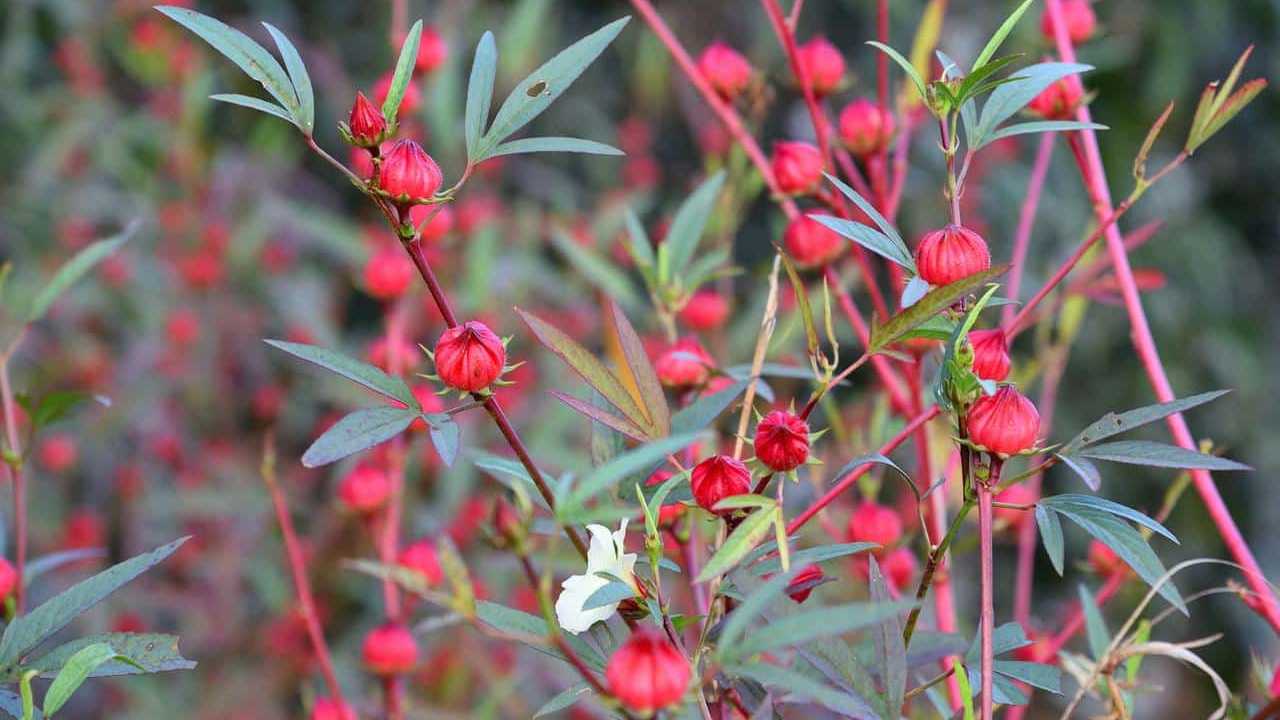 pianta Ibisco Hibiscus Sabdariffa, foto e immagini