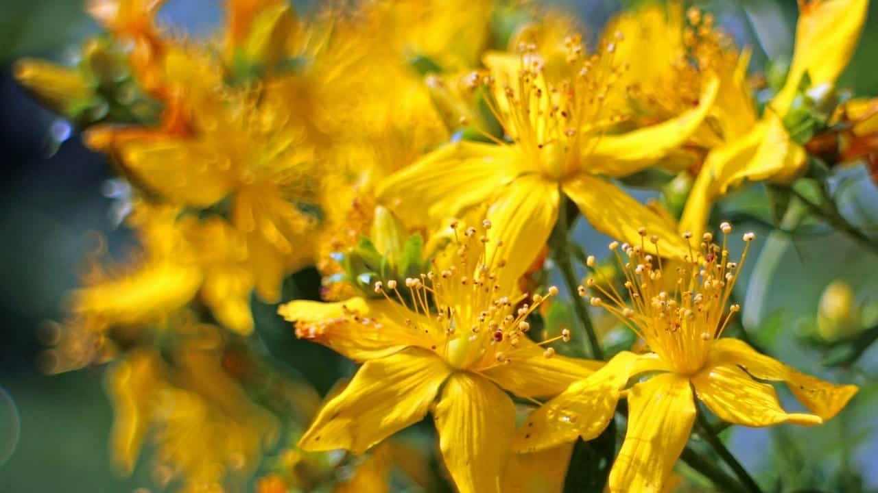 Hypericum perforatum Iperico pianta, foto e immagini