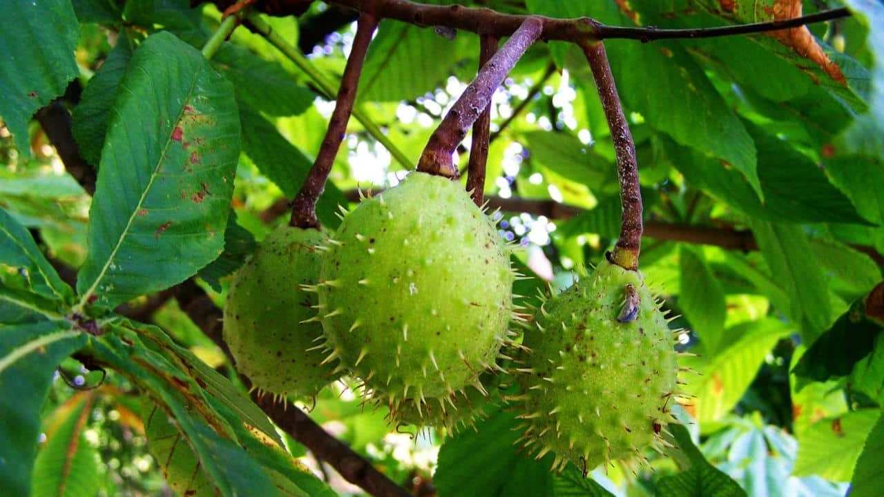 albero Ippocastano Aesculus Hippocastanum Castagno d’India, foto e immagini pianta