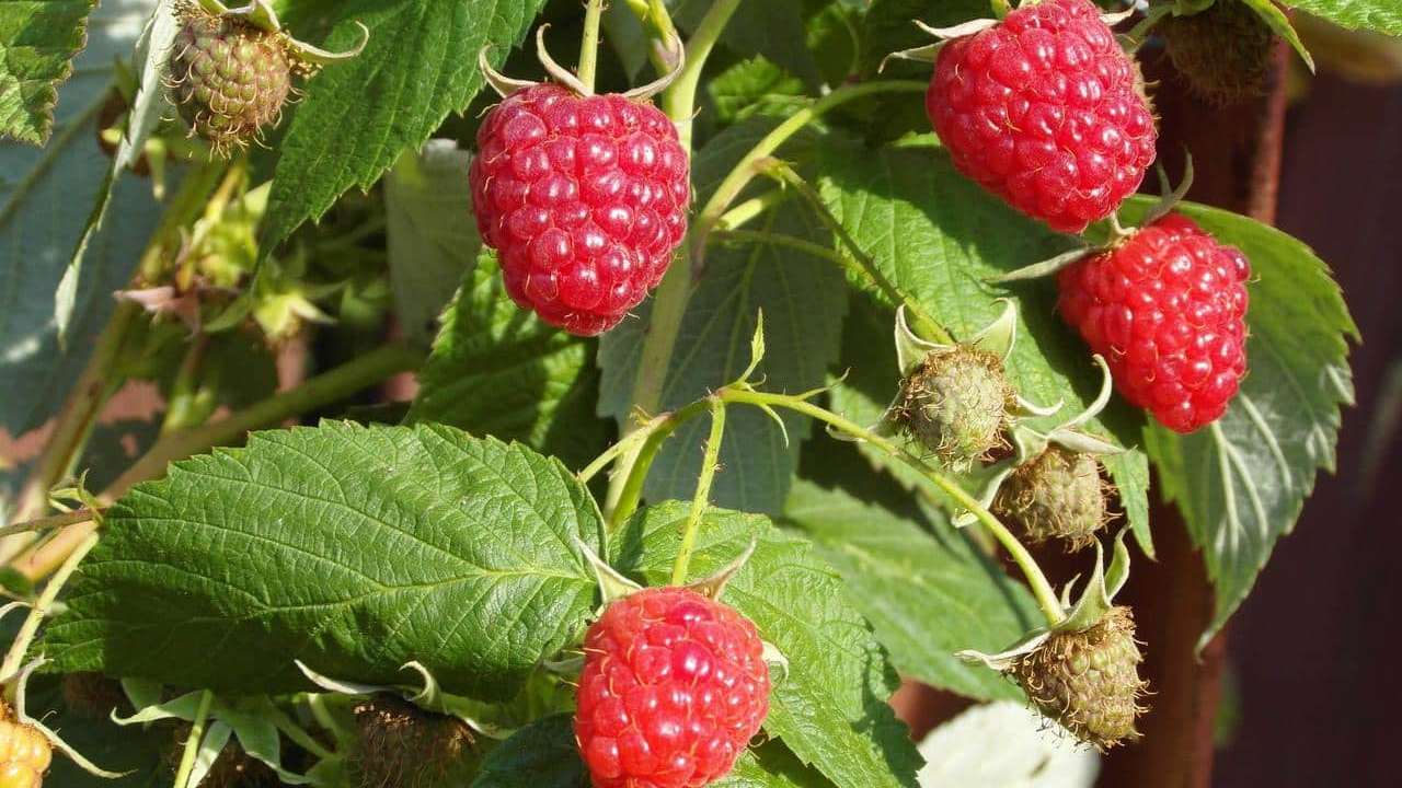 pianta Lampone Rosso Rubus Idaeus, foto e immagini