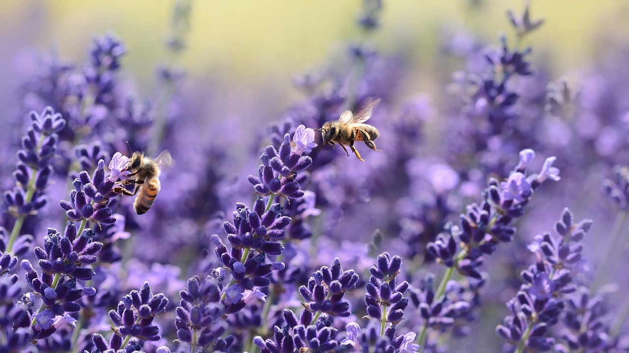 Lavanda Officinalis o Lavandula Angustifolia: proprietà, benefici, usi