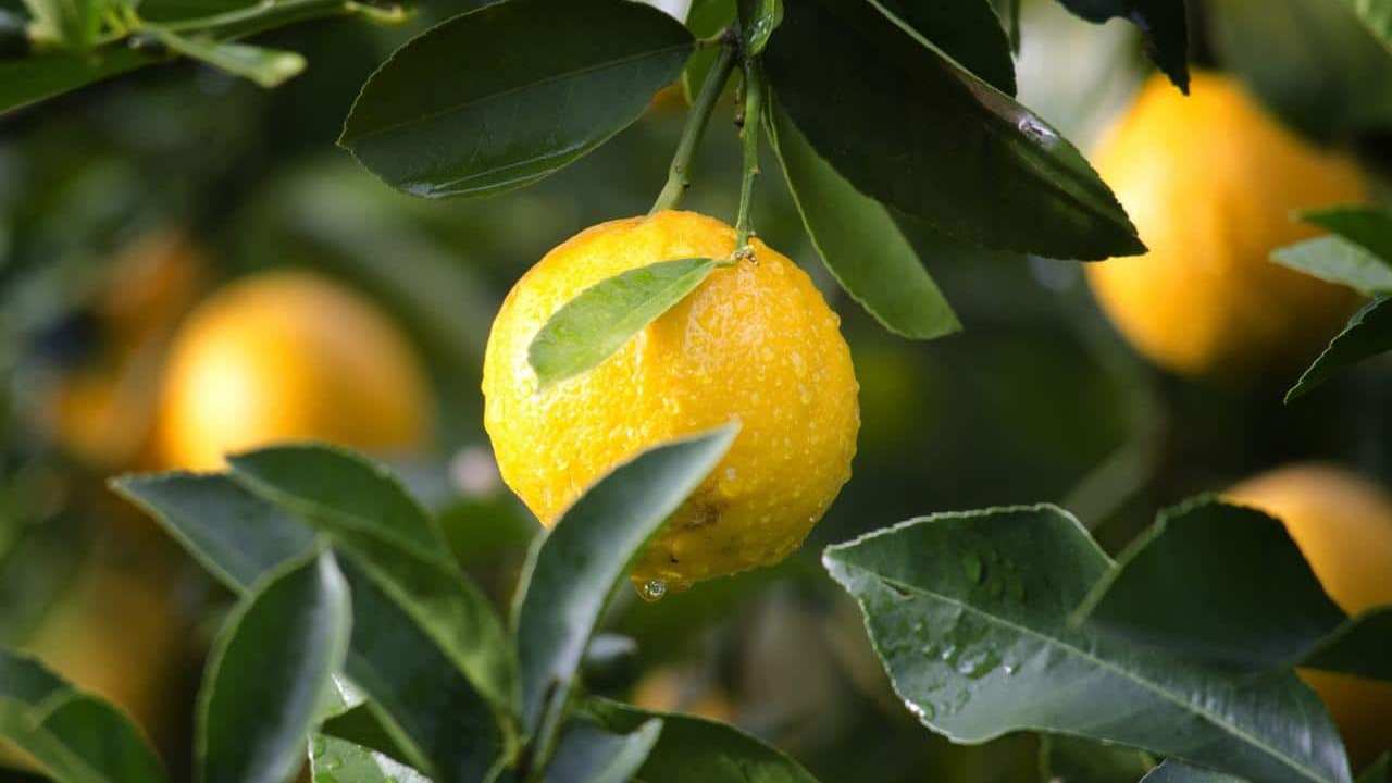 pianta Limone Citrus Limon, foto e immagini