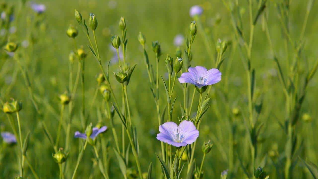 Lino comune Linum usitatissimum, foto e immagini