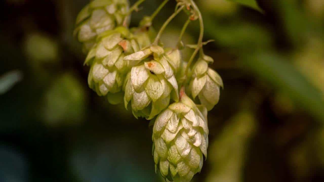 Humulus Lupulus Luppolo pianta, foto e immagini