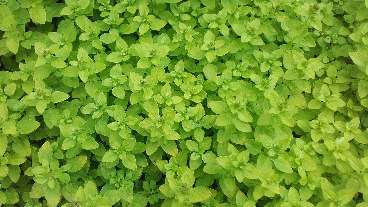 pianta Maggiorana o Origanum majorana, foto e immagini