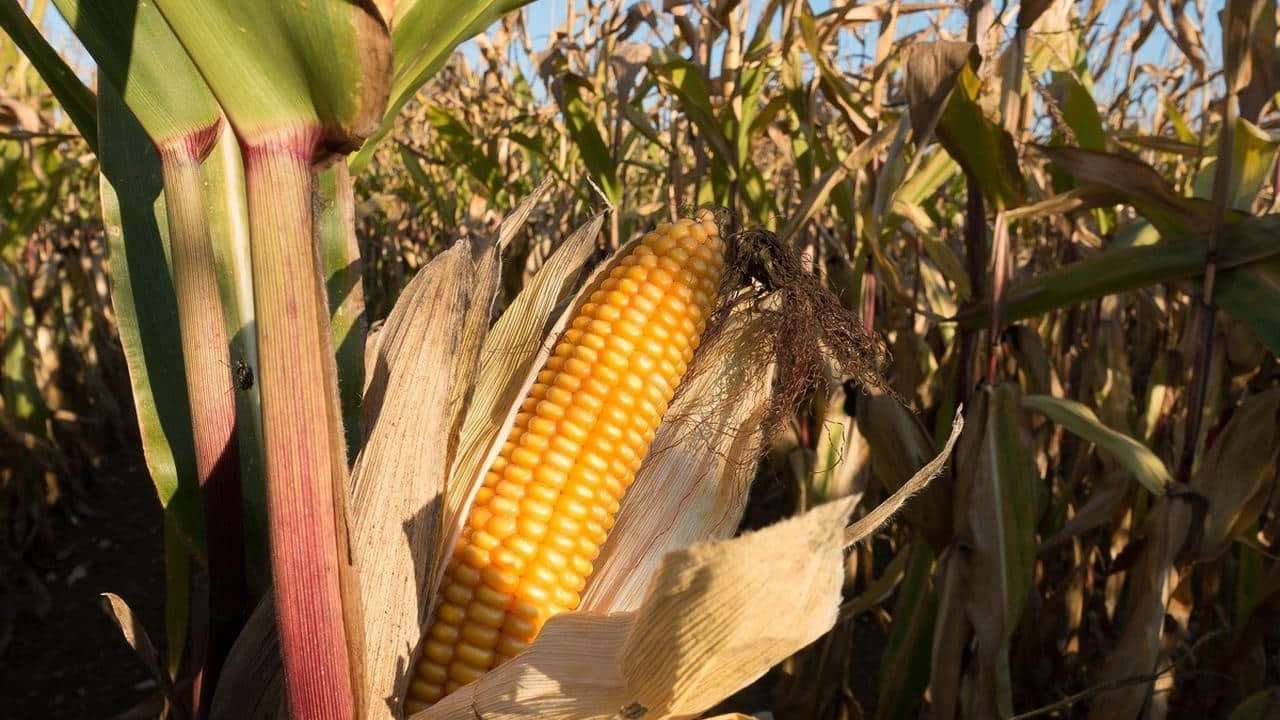 Zea mays o pianta del Mais, foto e immagini