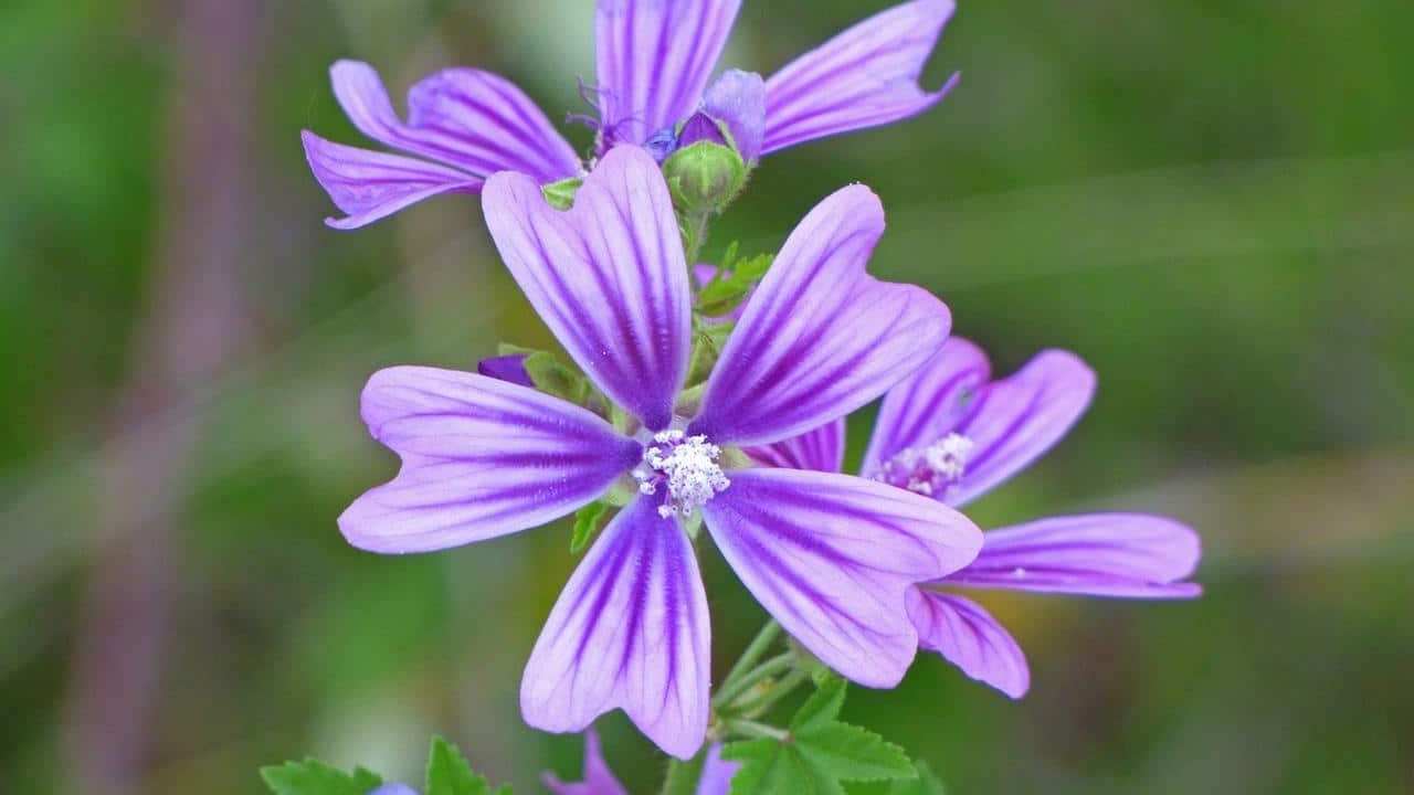 Malva Sylvestris, immagini e foto