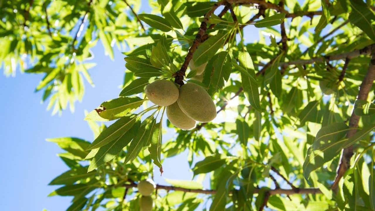albero Mandorlo Prunus Dulcis, foto e immagini pianta