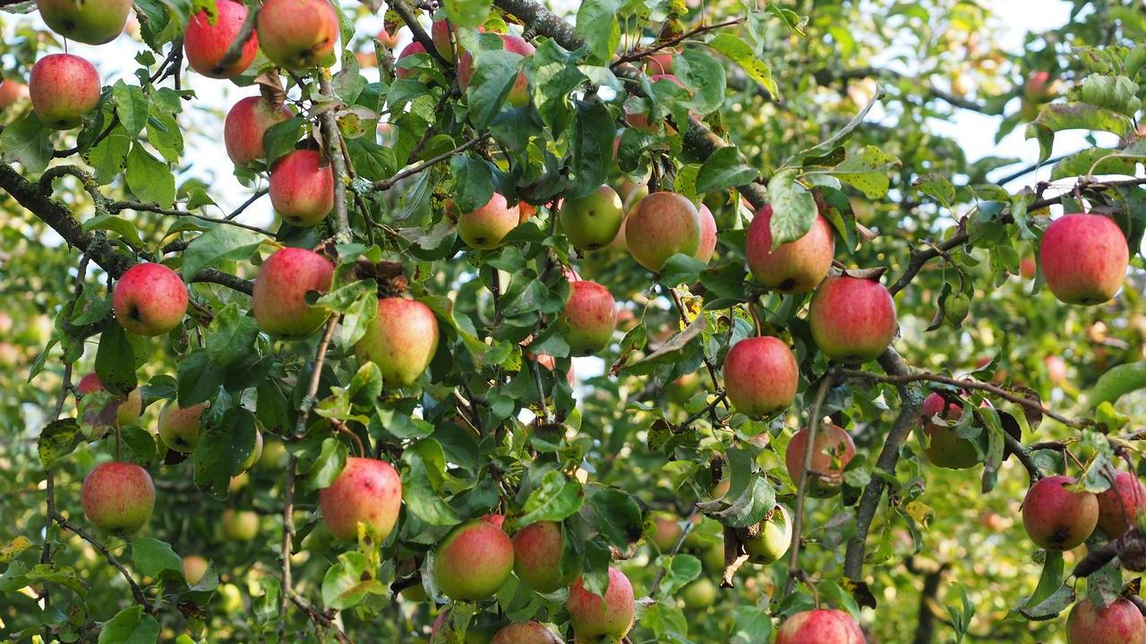 Malus domestica Mela, foto e immagini