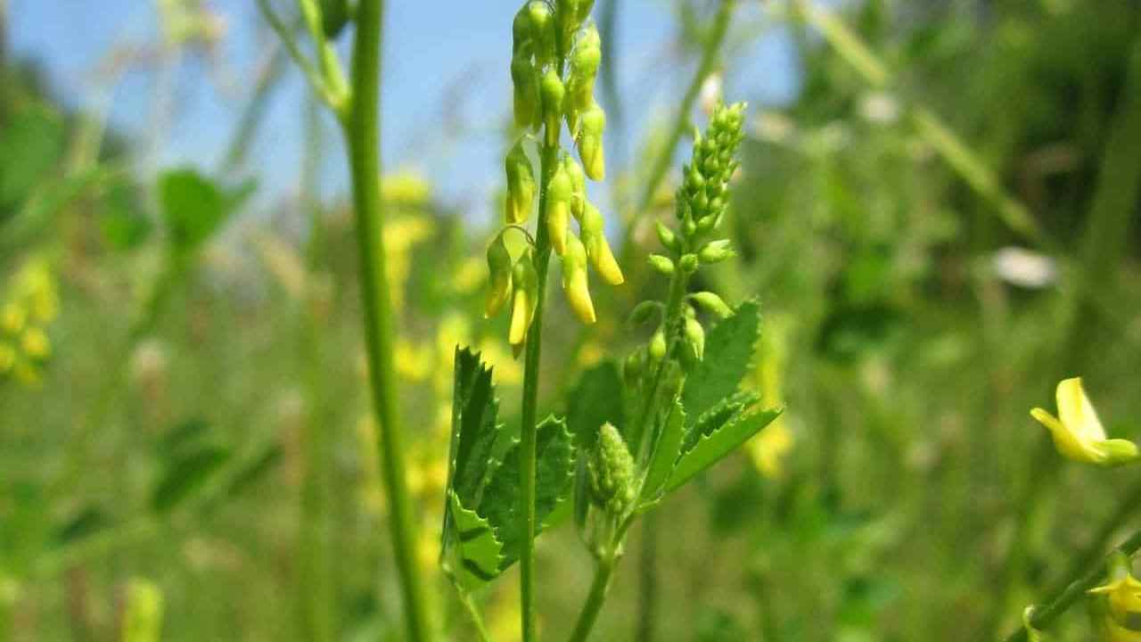 Meliloto officinale o Melilotus officinalis, foto e immagini