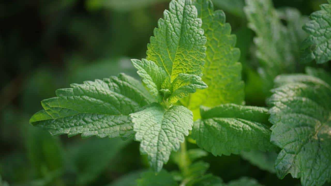 Melissa officinalis o Erba Limoncina o Limoncella, foto e immagini pianta