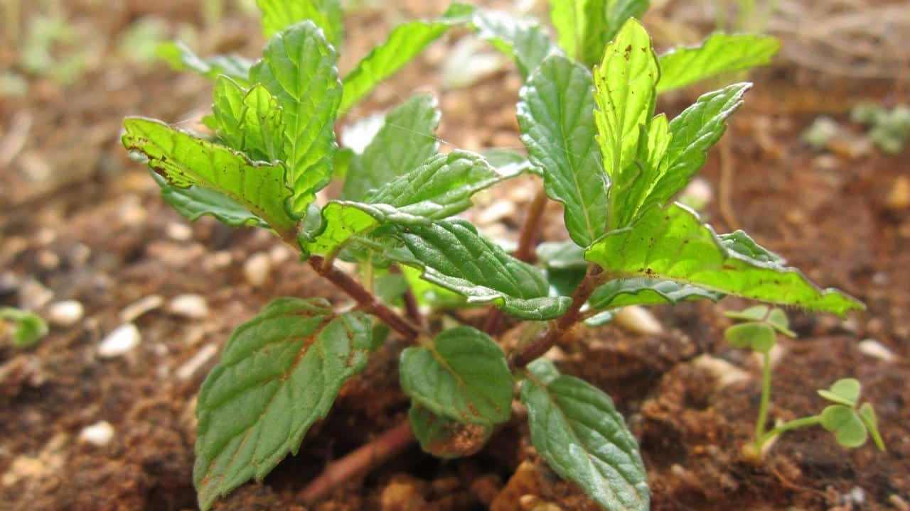 Menta Piperita pianta, foto e immagini