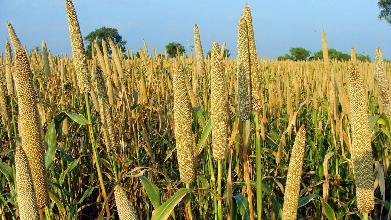 Panicum miliaceum Miglio pianta, foto e immagini