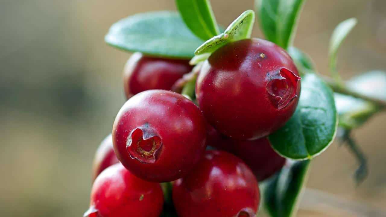 Mirtillo Rosso Americano Ossicocco, Cranberry o Vaccinium Macrocarpon foto e immagini