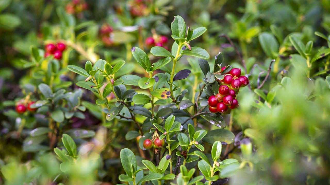 Vaccinium vitis idaea Mirtillo rosso pianta, foto e immagini