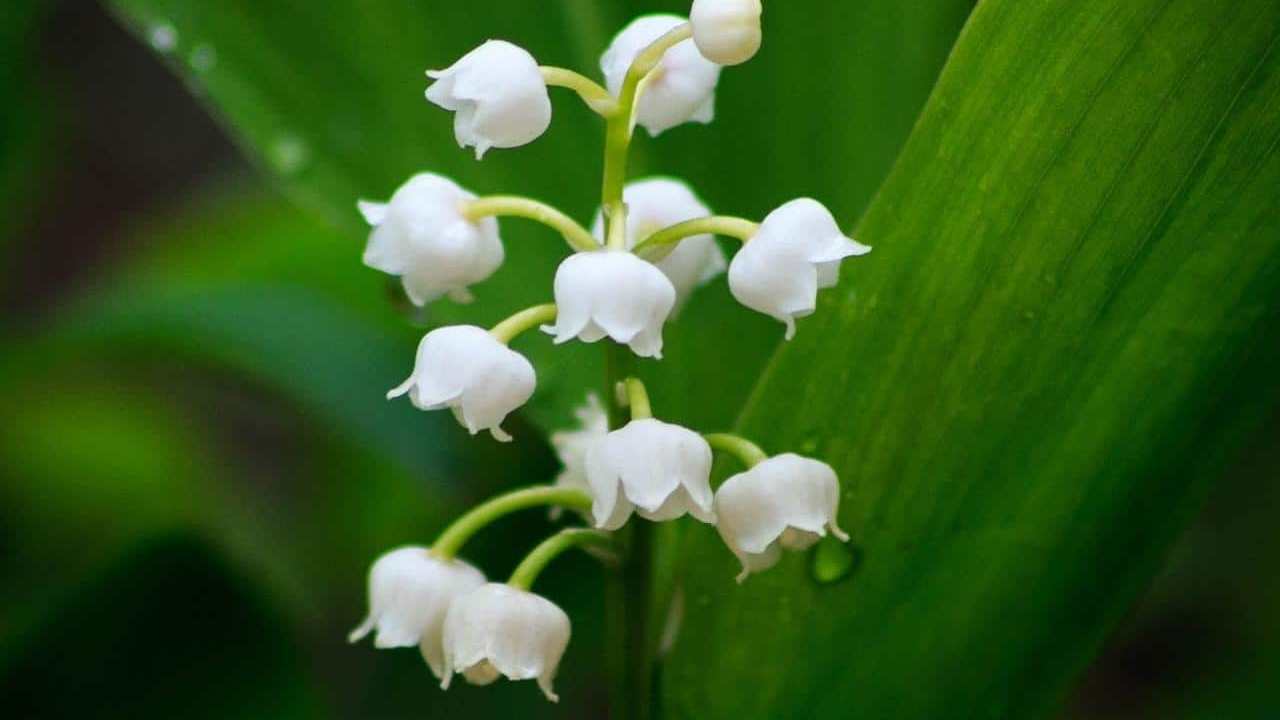 Convallaria Majalis Mughetto fiori pianta, foto e immagini