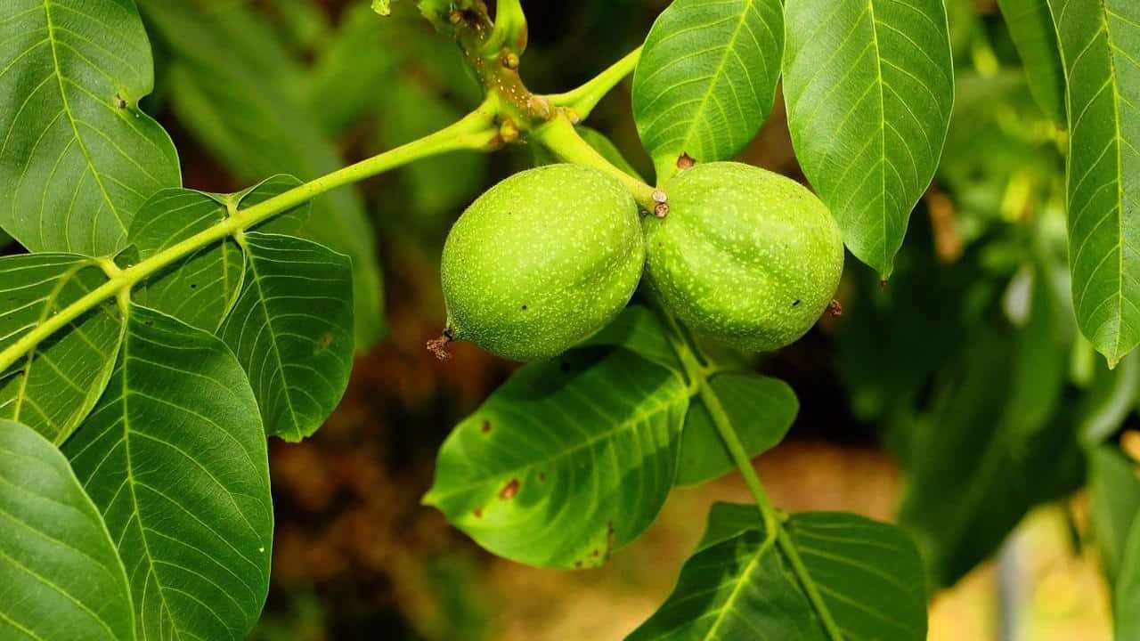 Juglans regia Noce pianta, foto e immagini