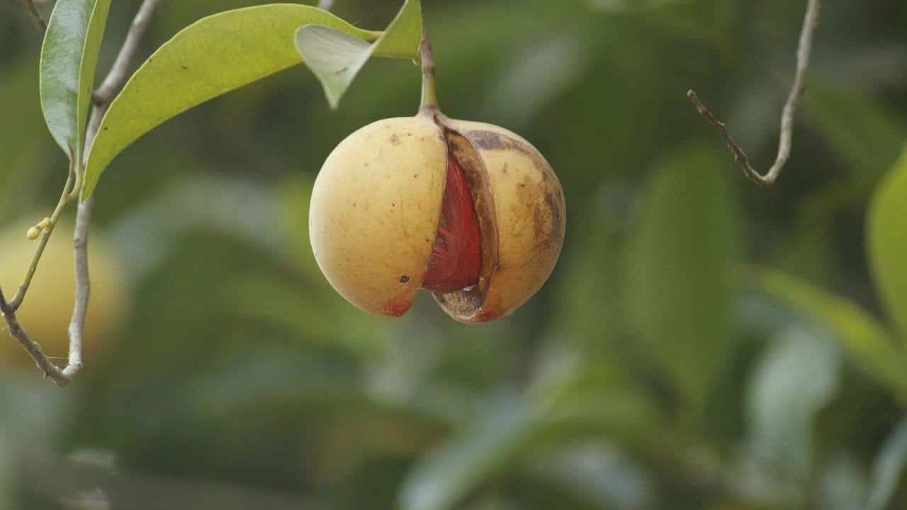 pianta Noce Moscata Myristica Fragrans, foto e immagini