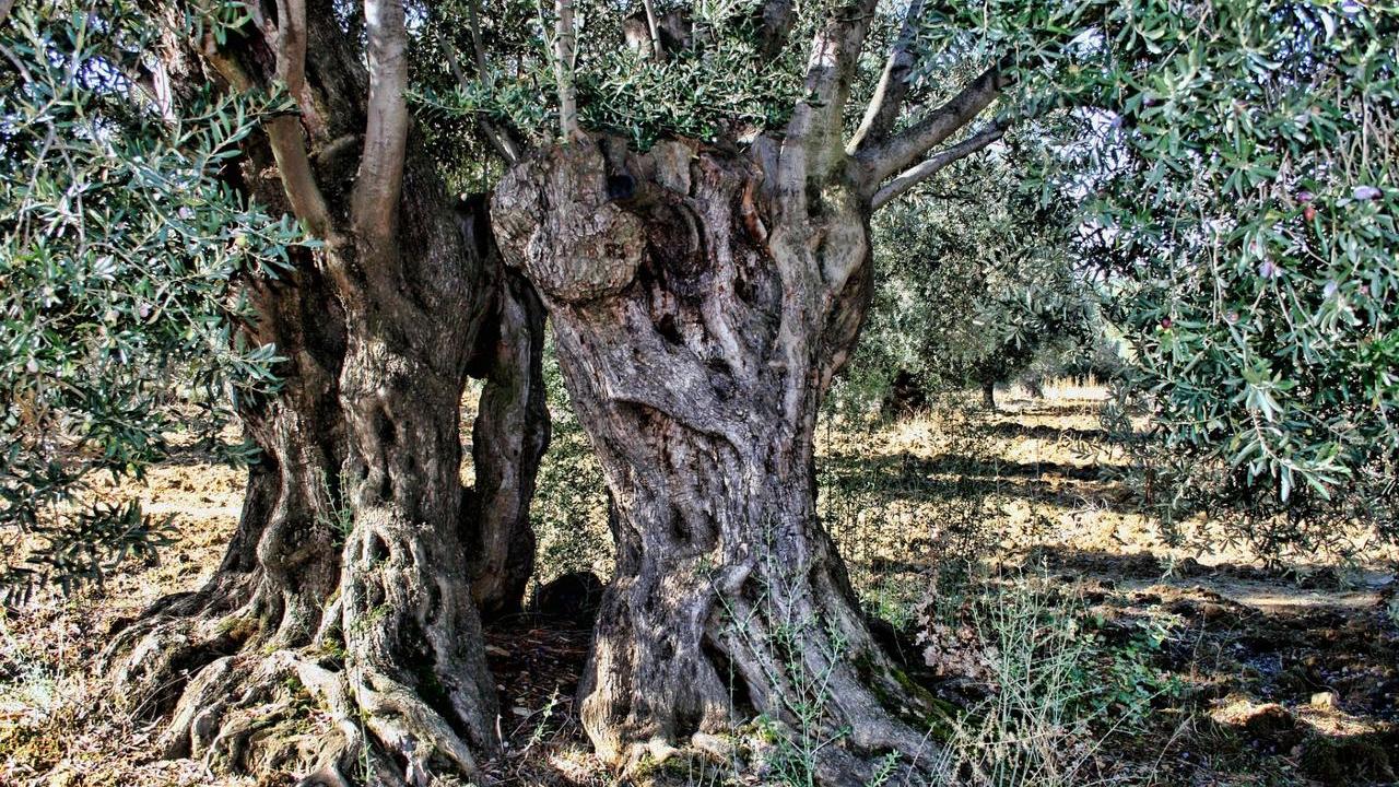 Albero di Olivo o Ulivo, foto e immagini