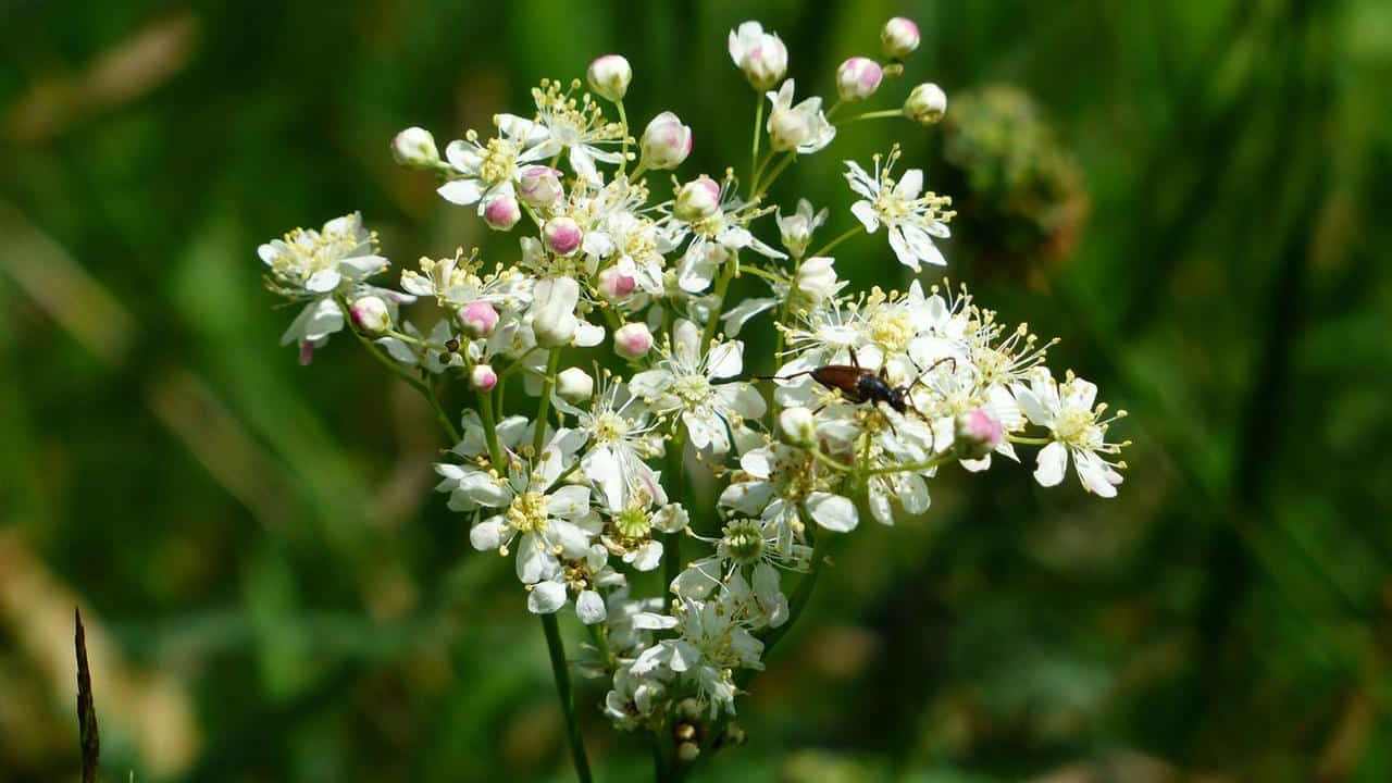 Olmaria Spirea Ulmaria Filipendula ulmaria, foto e immagini pianta