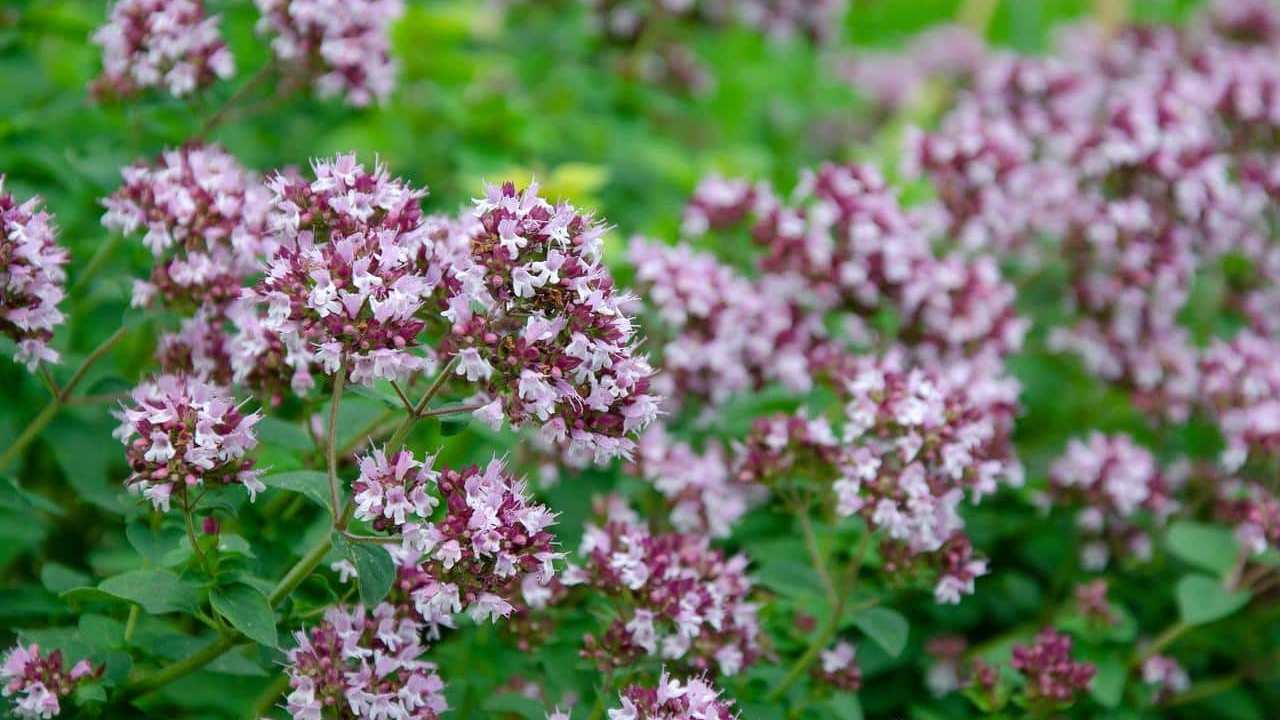 pianta Origano Origanum vulgare, foto e immagini