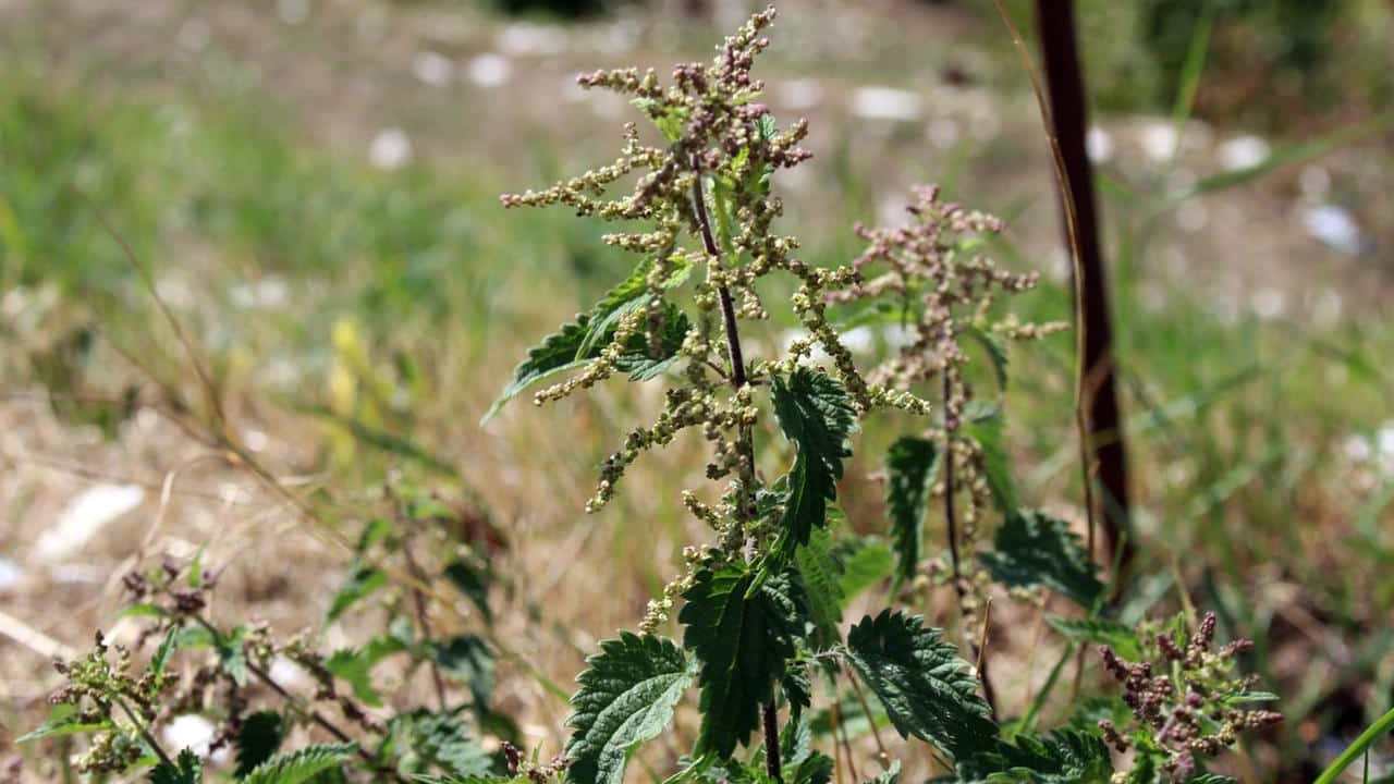 Urtica dioica Ortica foto e immagini