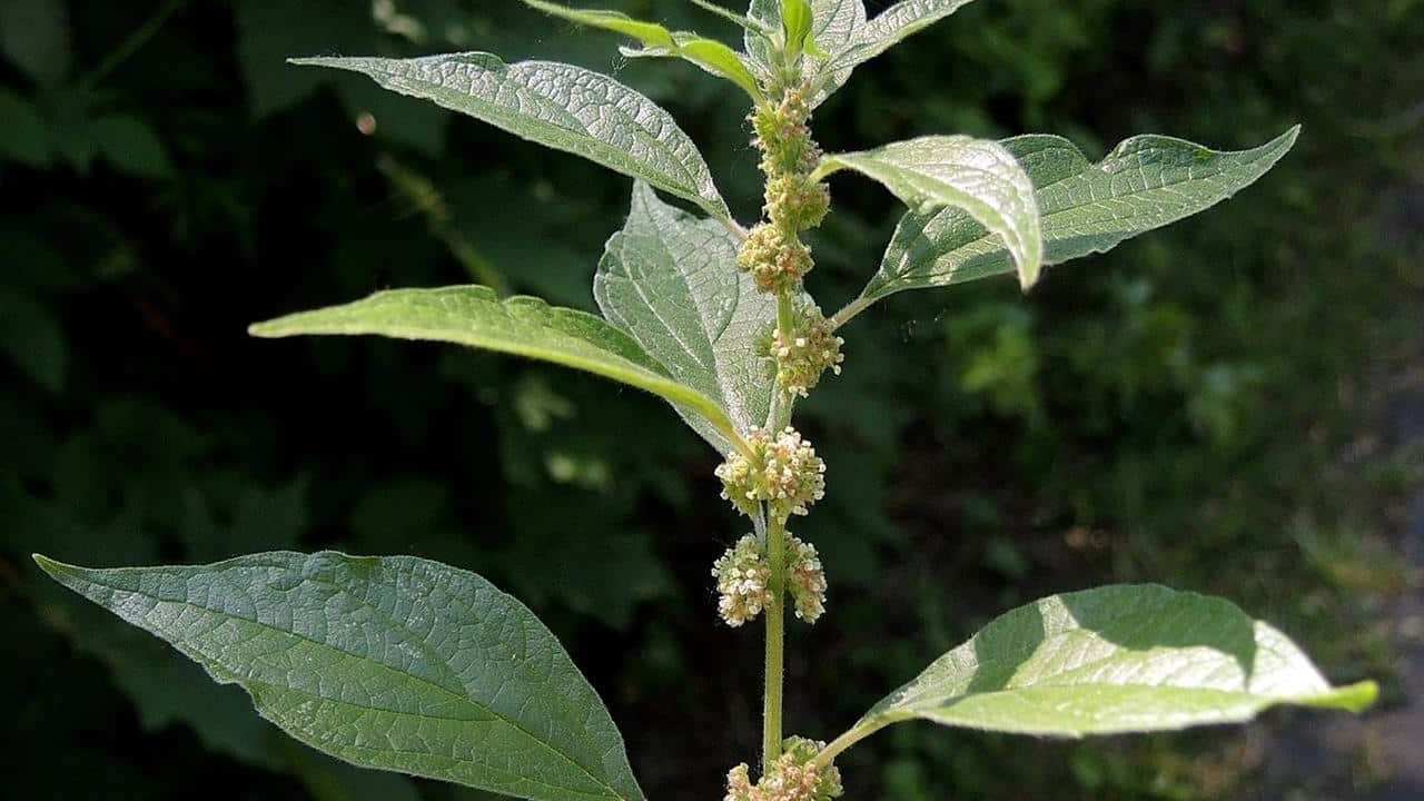 Parietaria officinalis erba pianta, foto e immagini